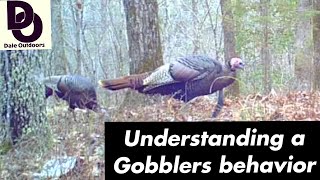 Understanding a GOBBLERS Behavior  Having more TURKEY HUNTING success [upl. by Lewanna]