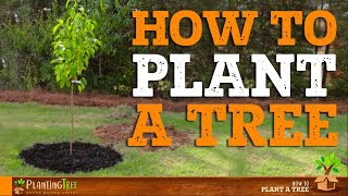 How To Plant A Tree  PlantingTree™ [upl. by Allertse163]