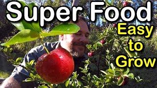 Try Growing Barbados Cherry for Hot Climates low chill Howto Superfood [upl. by Enajharas]