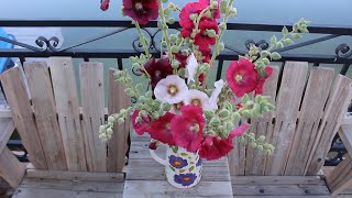 How To Harvest amp Condition Hollyhocks To Use As Cut Flowers  Ep 108 [upl. by Halbert845]