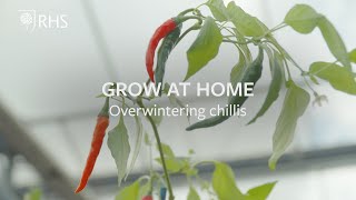 Overwintering chillis  Grow at Home  RHS [upl. by Esau]