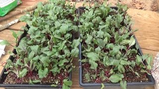 BEETS  GROWING STEP BY STEP HOW TO DO IT OAG 2017 [upl. by Leidag]