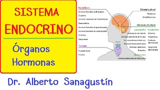 SISTEMA ENDOCRINO explicado FÁCIL glándulas y hormonas [upl. by Akiwak]