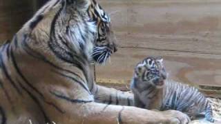 Tiger Cub Day 30  Grooming by Mom [upl. by Sadella]