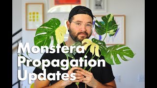 Propagating a Monstera Deliciosa Thai Constellation amp Rooting Updates [upl. by Ax]