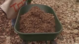 Making leaf mulch with our wood chipper [upl. by Rehpitsirhc]