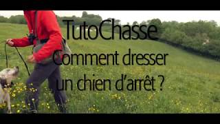 TutoChasse Dressage dun chien darrêt [upl. by Horn]