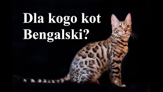 Dla kogo kot BENGALSKI [upl. by Oicirtap]