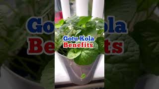 GOTU KOLA BENEFITS [upl. by Eicyal569]