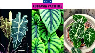 Alocasia Varieties A to Z [upl. by Martina]