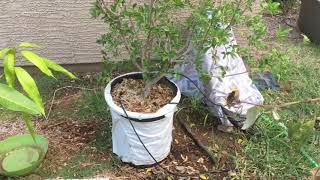 Growing Barbados Cherry Acerola Tree in a Container [upl. by Moneta799]