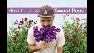 How to Grow Sweet Peas from Seed • Cut Flowers [upl. by Sedlik]