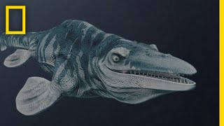 Mosasaurs 101  National Geographic [upl. by Jedediah]