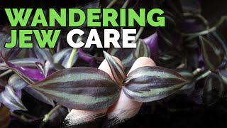 Wandering Jew Plant Care Growing Tradescantia Zebrina [upl. by Dorcus]