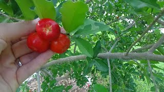 Barbados  Acerola Cherry  easy to grow in Central Florida [upl. by Jacobah]