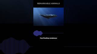 The Largest Animal On Earth  Blue Whale [upl. by Spector25]