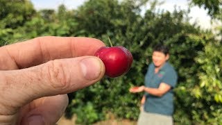 All about Acerola or Barbados Cherry Fruit Trees  Malpighia emarginata [upl. by Lansing]