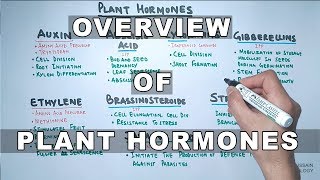 Plant Hormones  Types and Functions [upl. by Kellsie]