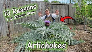 10 Reasons To Grow Artichokes [upl. by Inavoy]