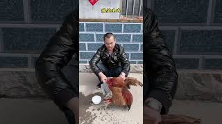 Hilarious killing chicken [upl. by Hanauq]