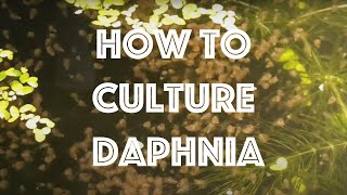 How To Culture Daphnia Magna [upl. by Eicrad44]