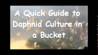 How to culture daphnia outside [upl. by Voletta]