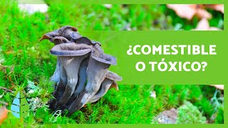 10 HONGOS COMESTIBLES 🍄 ¿Cómo Reconocerlos [upl. by Nrojb508]