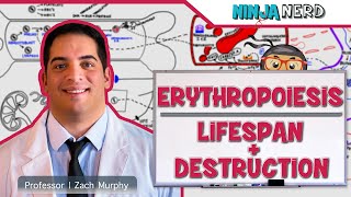 Hematology  Erythropoiesis Lifespan amp Destruction Part 2 [upl. by Nyahs]