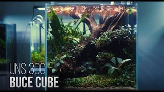 30C Buce Cube Aquascape [upl. by Divan]