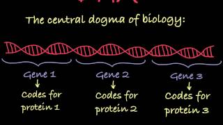 Introduction to Genetic Terminology [upl. by Myrah]