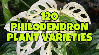 120 PHILODENDRON PLANT VARIETIES 🌱🌿 [upl. by Nimrac]