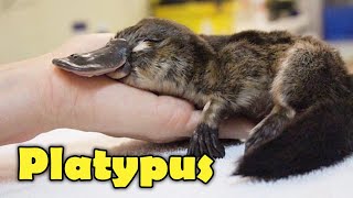 What Is A Platypus 10 Facts about the Platypus [upl. by Paz92]