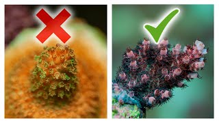 8 Ways to Improve Acropora Coral Growth  SPS Reef Tank [upl. by Fulvi702]