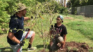 Everything You Need To Know About Barbados Cherry [upl. by Lebasi]