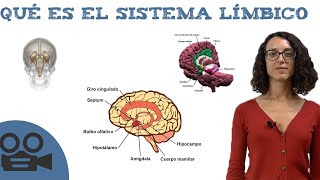 Qué es el sistema límbico [upl. by Ahcropal]