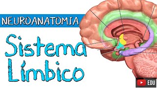 SISTEMA LÍMBICO Aula Completa  Neuroanatomia Funcional com Rogério Souza [upl. by Eiresed281]