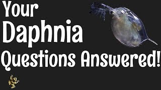 Daphnia Questions Answered [upl. by Bellis]