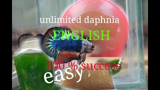 daphnia moina culture Easy way Unlimited production English  with sub Green water Chlorella [upl. by Ielak917]