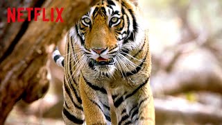 Bengal Tiger on the Hunt 🐅 Life in Color with David Attenborough  Netflix After School [upl. by Elwaine281]