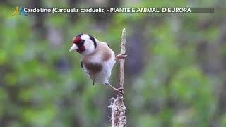 Cardellino Carduelis carduelis  PIANTE E ANIMALI D’EUROPA [upl. by Filipe894]