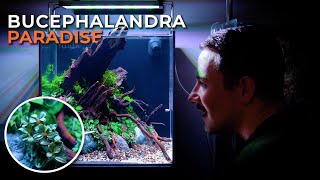 ANUBIAS amp BUCEPHALANDRA PLANTED TANK  Planting Tutorial [upl. by Idonah921]