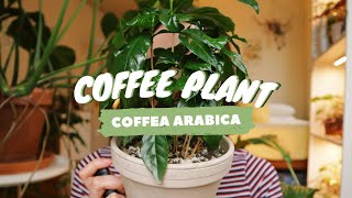 COFFEE PLANT CARE INDOORS  why you have brown leaves  coffea arabica [upl. by Anyk957]