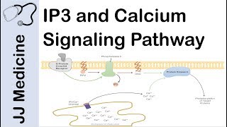 Inositol Triphosphate IP3 and Calcium Signaling Pathway  Second Messenger System [upl. by Ardna727]