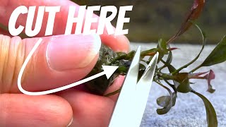 How To EASILY Propagate Bucephalandra Kedagang Update [upl. by Masry]