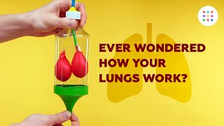 DIY model lungs [upl. by Anoyet]