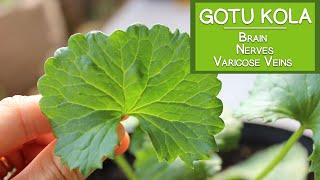 Gotu Kola Benefits for the Brain the Nerves and Varicose Veins [upl. by Joo875]