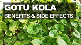 Gotu Kola Health Benefits and Possible Side Effects [upl. by Yert]