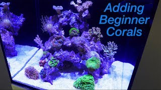 How to Setup a Reef Tank  Part 4 Hardy Beginner Corals and where to Place Them [upl. by Ketchan]