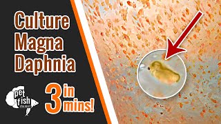 How to culture DAPHNIA MAGNA  The easy way [upl. by Oilegor]