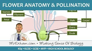 Plant reproduction  Flower anatomy and pollination  GCSE Biology 91 [upl. by Aihsal]